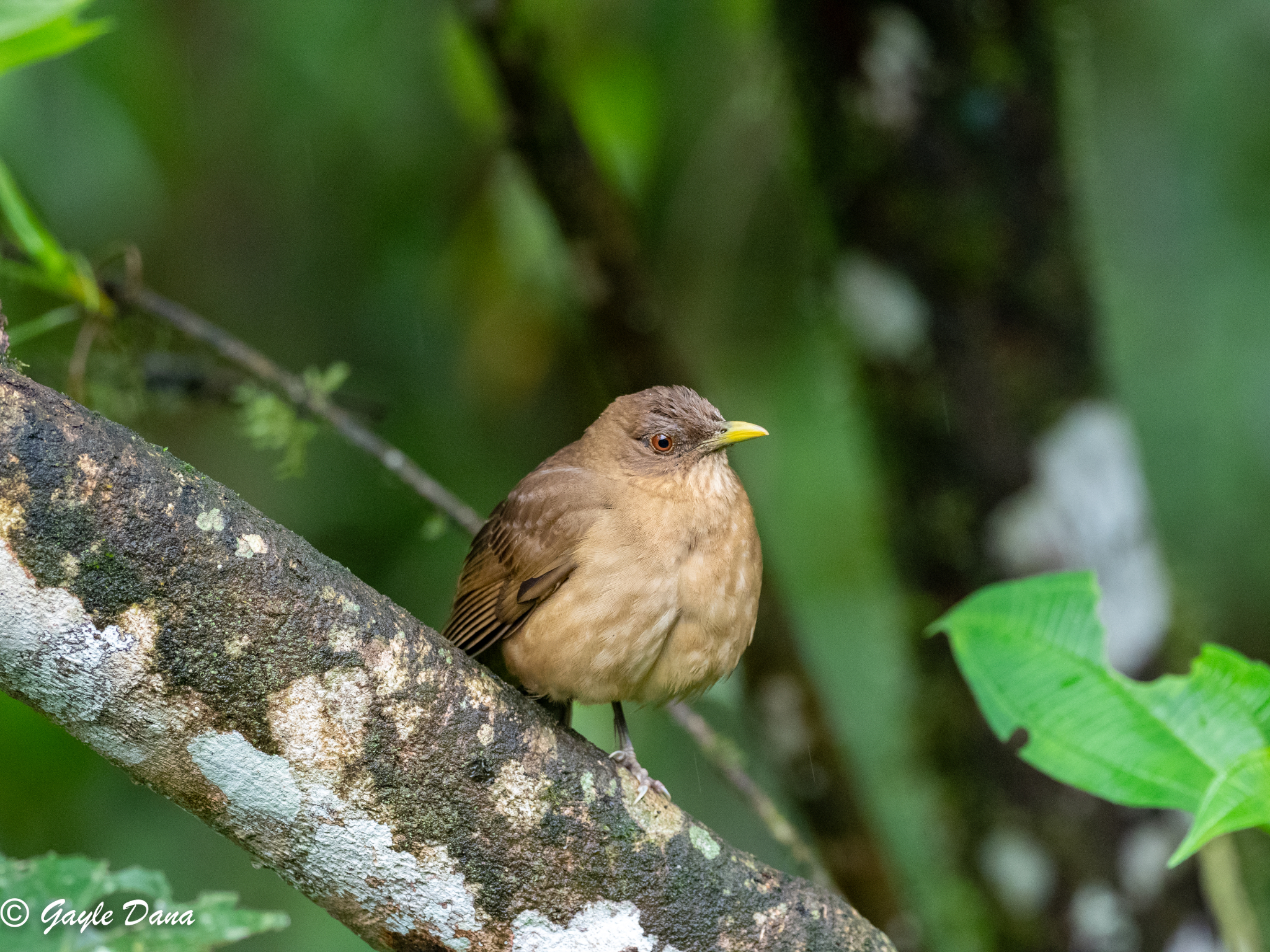 Clay colored Thrush